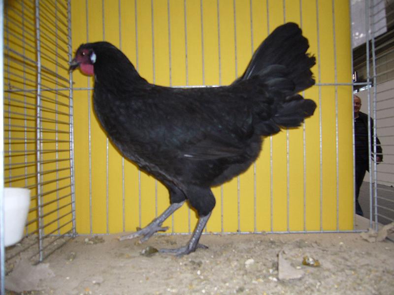 Hannover 2008 191.jpg - La Fleche schwarz von Stefan Grundmeier Preis V97 VHGW Band